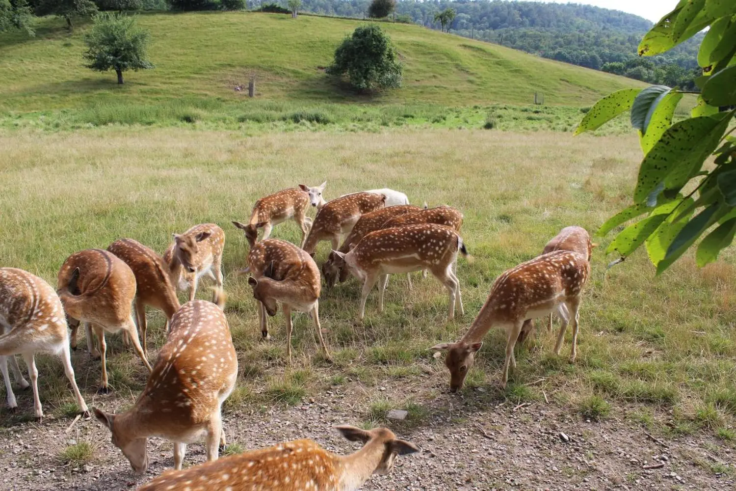 Ferienwohnung Forellenhof